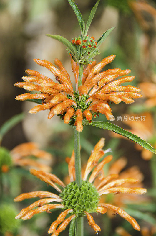 狮子尾巴Leonotis leonurus